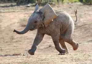 Declining World Population Growth, Endangered Elephants and Heart Disease in Japan